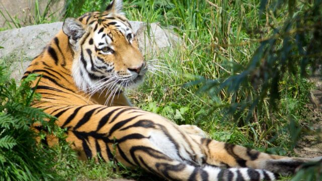 🐯 Tiger Park Pattaya（タイガー・パーク・パタヤ）